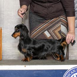 Ulysses - Dachshund