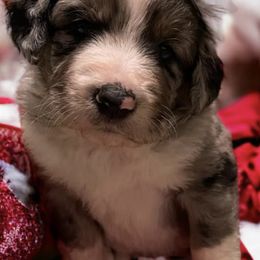 Aussiedoodles and Poodles from Trent Knabb