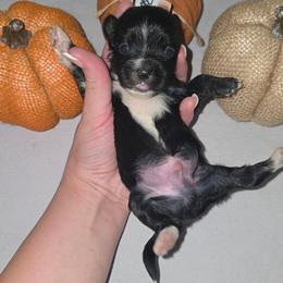 Pluto - Parti male Yorkshire Terrier puppy in Lakeland, Florida from You Me & The Yorkies