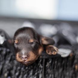 Krampus - Black and tan male Dachshund puppy in Perry, Florida from EntityDachs