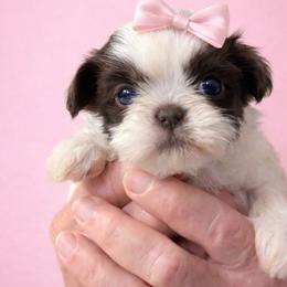 Glory - Cream and white female Shih Tzu puppy in Tallahassee, Florida from Bows and Bow Ties