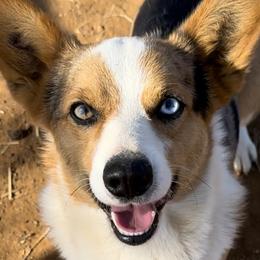 American Corgis and Pembroke Welsh Corgis from Wild West Corgis