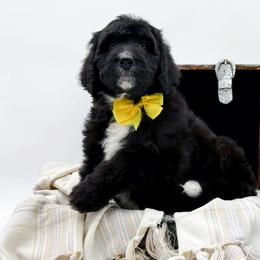 Annabelle - Black and white female Bernedoodle puppy in North Carolina from NC Doodle Puppies