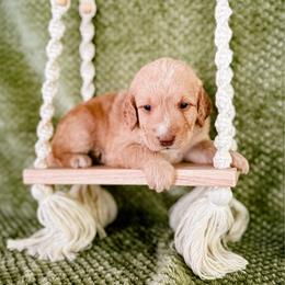 Snoop - Apricot female Labradoodle puppy in Elizabeth City, North Carolina from Howdy Doodles