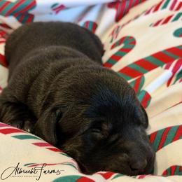 Purple Girl - Black female Labrador Retriever puppy in Colorado from Albrecht Farms Labrador Retrievers