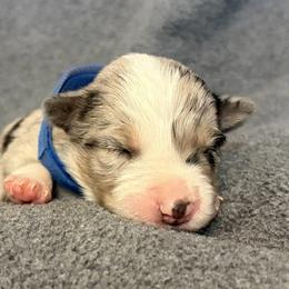 Boy 3 - Blue merle male Border Collie puppy in Shawnee, Oklahoma from Cross K Working Collies - Pure Bred Border Collies