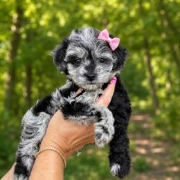 Zella - Merle female Sheepadoodle puppy in Fort Myers, Florida from Daisy Doodles LLC