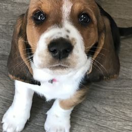 Basset Hounds and Poodles from Toy Poos and Hoounds