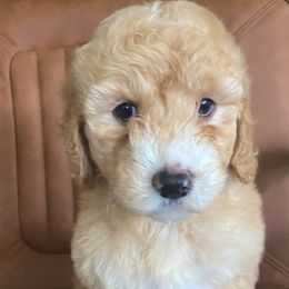 Girl 5 - Goldendoodle puppy in Buffalo, New York from Queen City Doodles NY