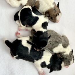 Miniature Schnauzer puppies from Lively Miniature Schnauzers