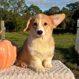 Diana (financing available) - Fawn female Pembroke Welsh Corgi puppy in Inverness, Florida from Canaan Farm Corgis