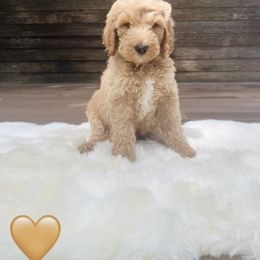 Bernedoodle Puppies from Pippi's Puppies
