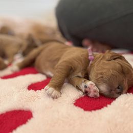 Goldendoodle Puppies from Summer Sun Doodles
