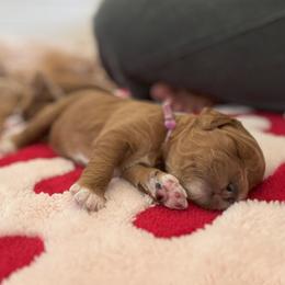 Goldendoodle Puppies from Summer Sun Doodles