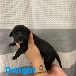 Great Dane Puppies from RP DANES
