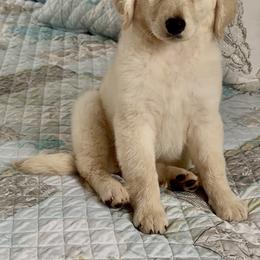 Candy - Cream female Goldendoodle puppy in Pensacola, Florida from Goldendoodles Love You in Pensacola Friend Edition