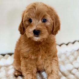 Orange - Red male Australian Labradoodle puppy in Auburn, Washington from West Valley Labradoodles