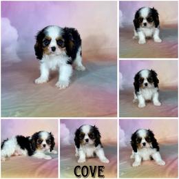 Cove - Tri-color male Cavalier King Charles Spaniel puppy in De Pere, Wisconsin from Rose Garden Kennels
