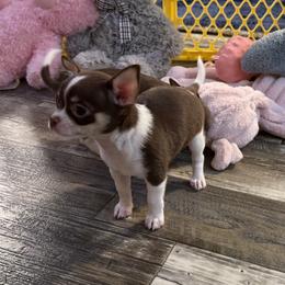 Valentine 4,100 - Chocolate and white male Chihuahua puppy in Summerfield, Florida from Uey’s Chihuahuas