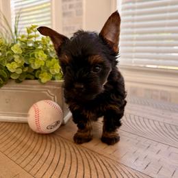 Purple collar - Black and tan male Yorkshire Terrier puppy in Dallas, North Carolina from Yorkie Fever