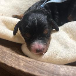 Millie - Tri-color female Bernedoodle puppy in Bellevue, Iowa from Blended Acres & Kennels