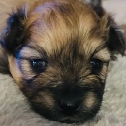 Pomeranians from Almost White Poms