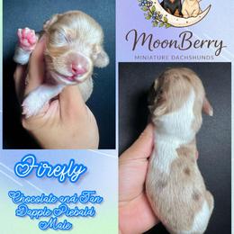 Firefly-CKC Dapple - Dapple male Dachshund puppy in Tecumseh, Oklahoma from MoonBerry Miniature Dachshunds