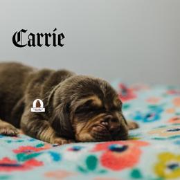 Carrie - Liver and tan female Bloodhound puppy in Wamego, Kansas from Flint Hills Hounds