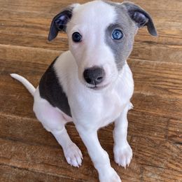 Whippet Puppies from Moodyblues Whippets