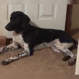 Ria - German Shorthaired Pointer