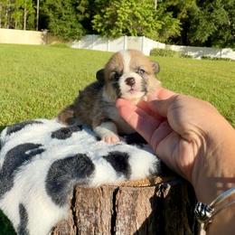 Frost - Red and white male American Corgi puppy in Florida from Sunrise Corgis