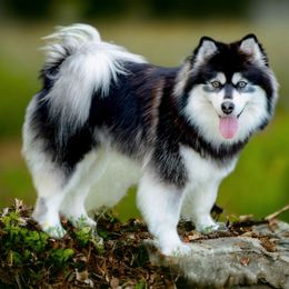 Tee Tee - Pomsky