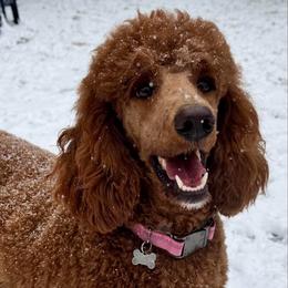 Phoebe - Poodle