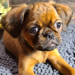 Brussels Griffon Puppies from Rhonda Miller's Bussels Griffon