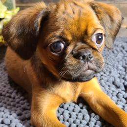 Brussels Griffon Puppies from Rhonda Miller's Bussels Griffon