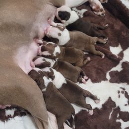 Boston Terrier Puppies from Amanda's Terriers