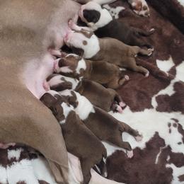 Boston Terrier Puppies from Amanda's Terriers