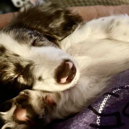 Boy 1 - Piebald male Dachshund puppy in Columbiana, Alabama from Tonya's Dachshunds