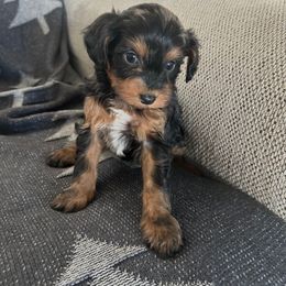 Mistletoe - Tri-color female Cavapoo puppy in Bozrah, Connecticut from Cedar Creek Farm