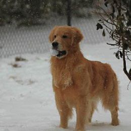Golden Retrievers from Good Life Goldens, LLC