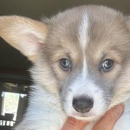 Girl 2 - Pembroke Welsh Corgi puppy in Oregon from Dream Giver Corgis