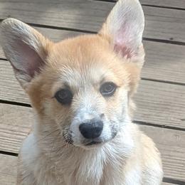 Motown - Pembroke Welsh Corgi puppy in Arcata, California from Woofgang Pembroke Welsh Corgis
