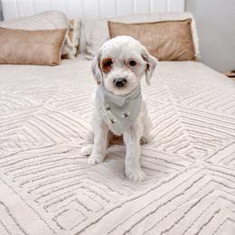 Jersey - Parti female Goldendoodle puppy in Jamestown, Kentucky from Milk & Honey Doodles