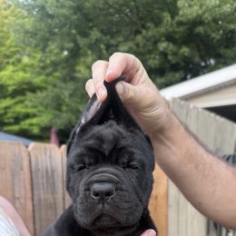 Cane Corso Puppies from Whiskey Stones Cane Corso
