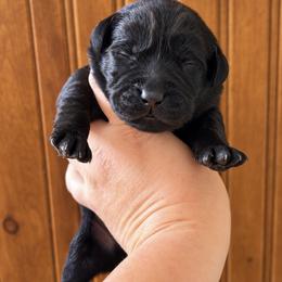 Rocky - Black male Labrador Retriever puppy in Tomahawk, Wisconsin from Mahner Labs