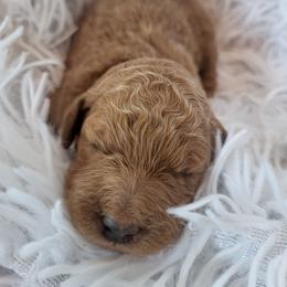 Gray - Collar - Red  female Goldendoodle puppy in Fairmont, West Virginia from Mountainside Doodles, LLC