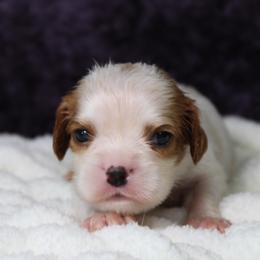 AKC Jake - Blenheim male Cavalier King Charles Spaniel puppy in Albany, Indiana from Hatz Off Puppies