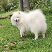 Ryder - American Eskimo Dog