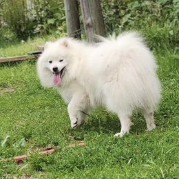 Ryder - American Eskimo Dog