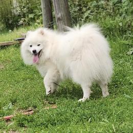 Ryder - American Eskimo Dog